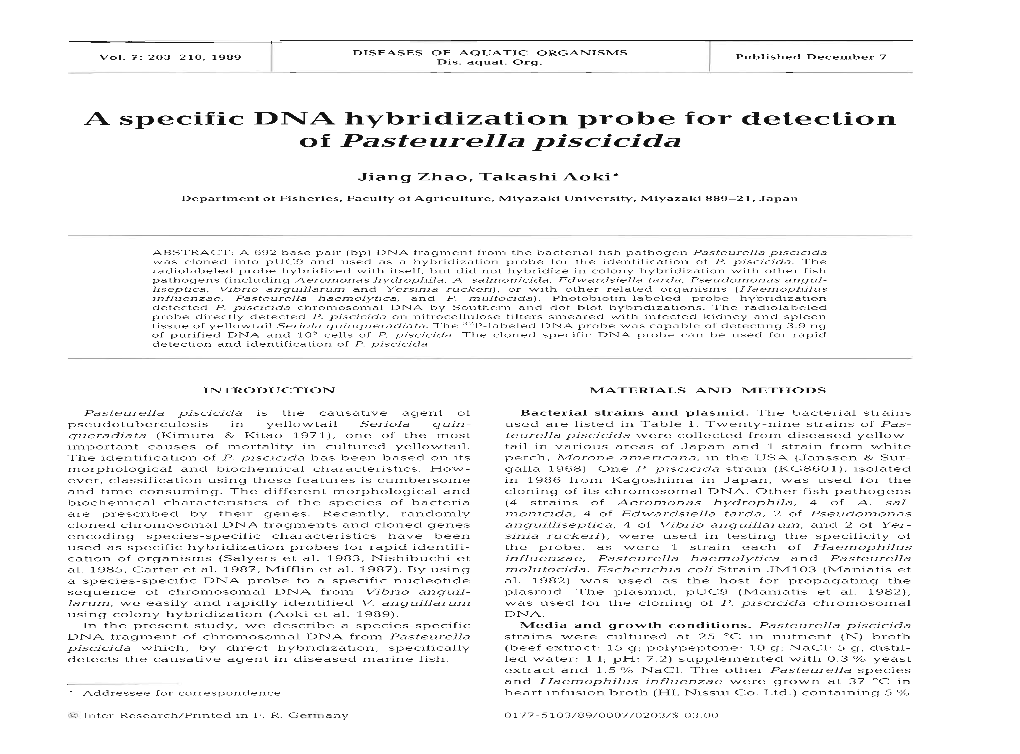 A Specific DNA Hybridization Probe for Detection of Pasteurella Piscicida