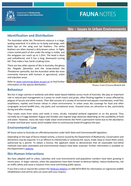 Ibis – Issues in Urban Environments Identification and Distribution the Australian White Ibis Threskiornis Molucca Is a Large, Wading Waterbird