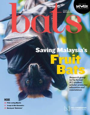 Saving Malaysia's Fruit Bats Research Group Led by Former BCI Student Scholar Promotes Education and Coexistence