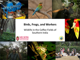 Birds, Frogs, and Workers Wildlife in the Coffee Fields of Southern India