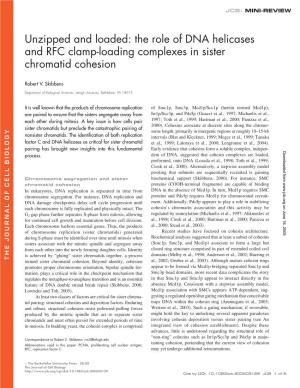 The Role of DNA Helicases and RFC Clamp-Loading Complexes in Sister