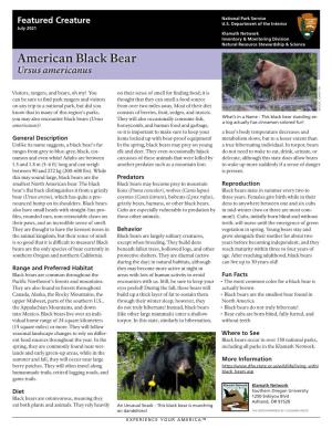 KLMN Featured Creature American Black Bear