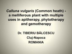 Calluna Vulgaris (Common Heath) - a Melliferous Plant with Multiple Uses in Apitherapy, Phytotherapy and Gemotherapy