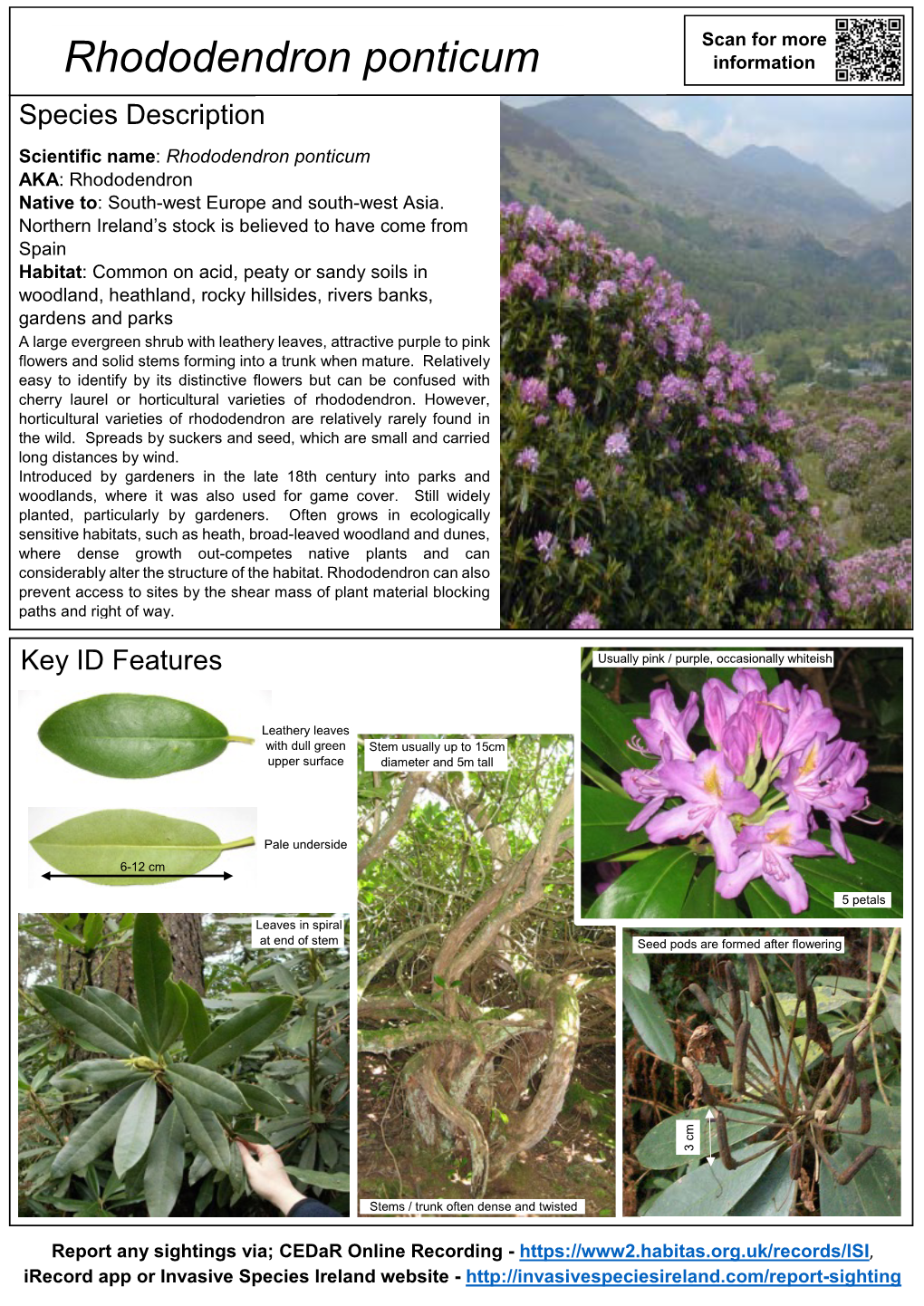 Rhododendron Ponticum Information