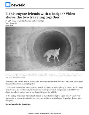 Is This Coyote Friends with a Badger? Video Shows the Two Traveling Together by USA Today, Adapted by Newsela Staff on 02.13.20 Word Count 544 Level 820L