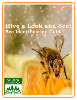 Hive a Look and See: Bee Identification Card