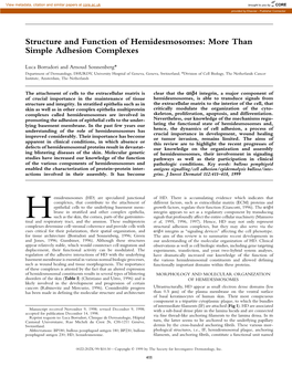 Structure and Function of Hemidesmosomes: More Than Simple Adhesion Complexes