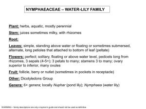 Nymphaeaceae – Water-Lily Family
