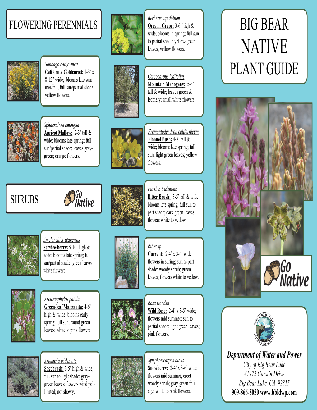 Big Bear Native Plant Guide