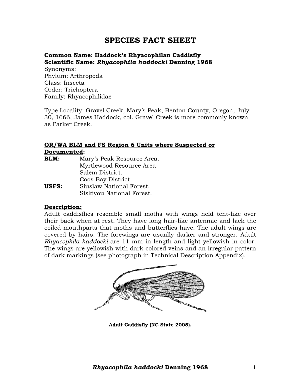 Rhyacophila Haddocki SPECIES FACT SHEET