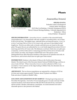 Plants Amaranthus Brownii