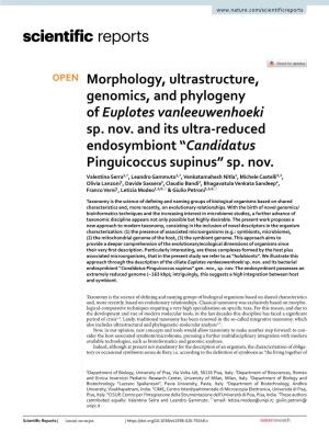 Morphology, Ultrastructure, Genomics, and Phylogeny of Euplotes Vanleeuwenhoeki Sp