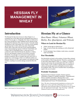 Hessian Fly Management in Wheat