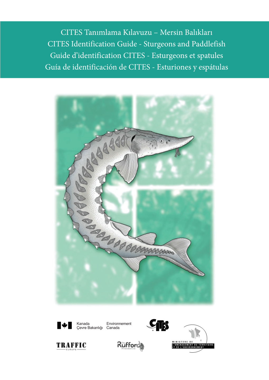 CITES Tanımlama Kılavuzu – Mersin Balıkları