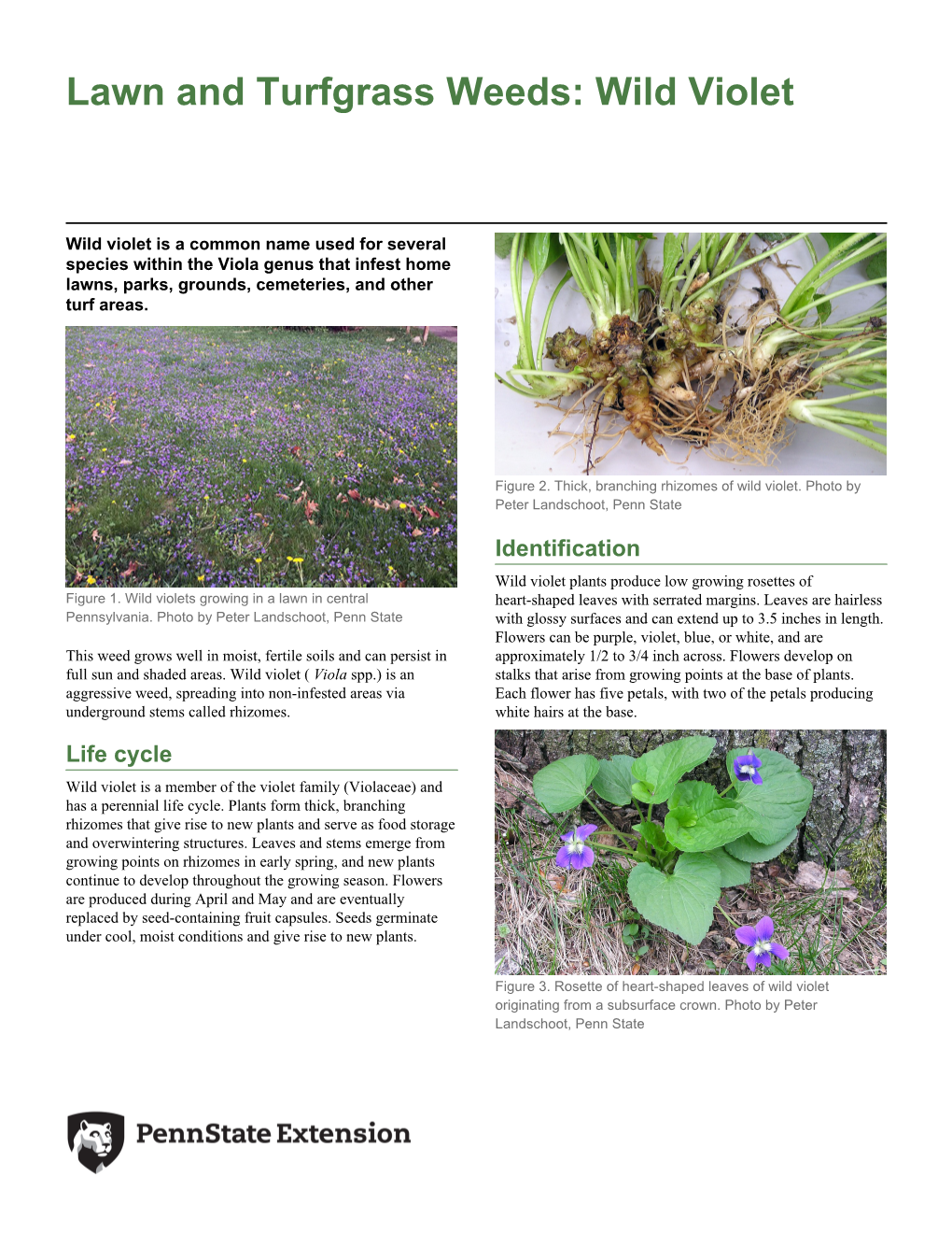 Lawn and Turfgrass Weeds: Wild Violet