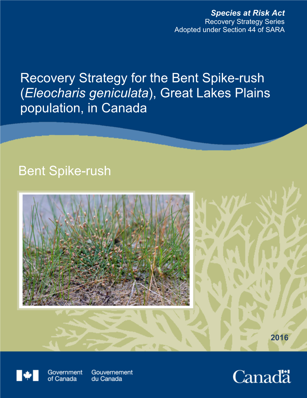 Bent Spike-Rush (Eleocharis Geniculata), Great Lakes Plains Population, in Canada