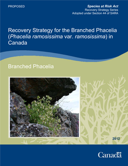 Branched Phacelia (Phacelia Ramosissima Var. Ramosissima) in Canada