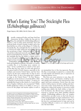 The Sticktight Flea (Echidnophaga Gallinacea)