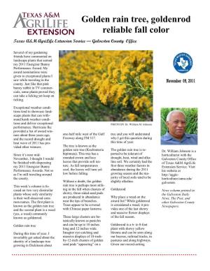 Golden Rain Tree, Goldenrod Reliable Fall Color Texas A&M Agrilife Extension Service — Galveston County Office