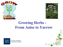 Growing Herbs - from Anise to Yarrow