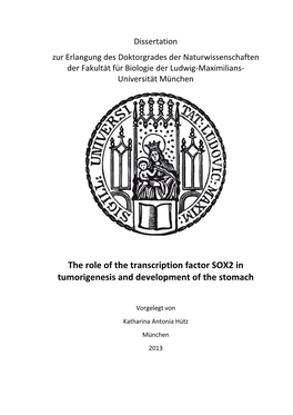 The Role of the Transcription Factor SOX2 in Tumorigenesis and Development of the Stomach