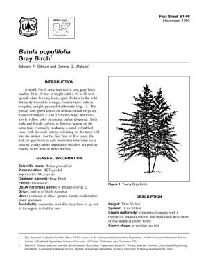 Betula Populifolia Gray Birch1 Edward F