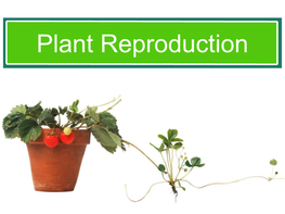 Plant Reproduction Asexual Reproduction