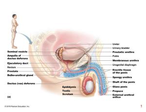 Ureter Urinary Bladder Seminal Vesicle Ampulla of Ductus Deferens