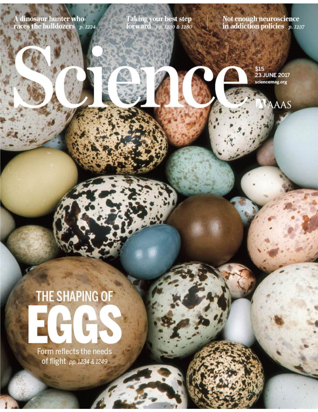 Downloaded from Firmed That Mouse Chromatin “…Condensin Chromosomes (SMC) Family of to a Fully Formed Chick