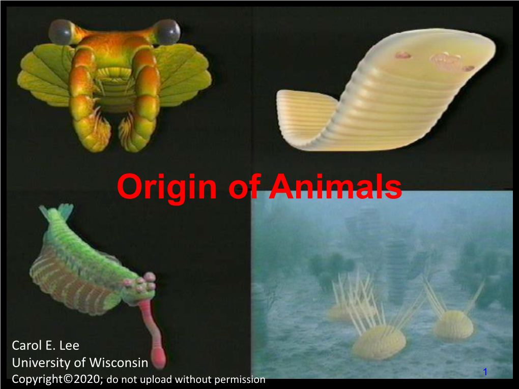 Origin of Animals