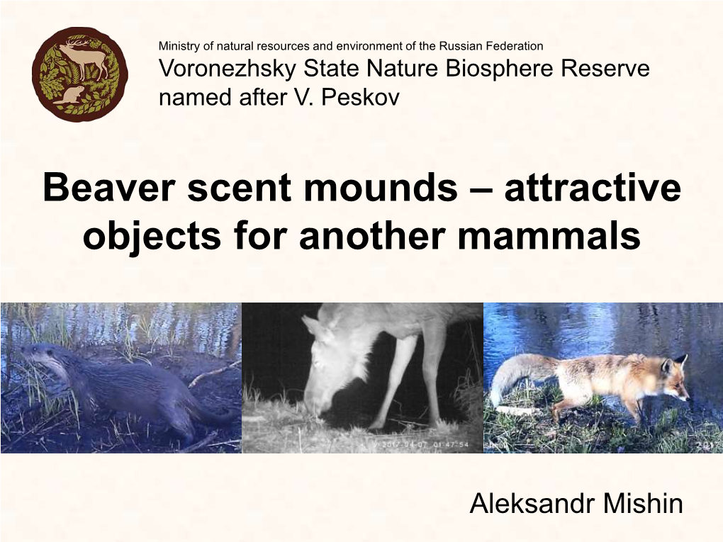 Beaver Scent Mound – Attractive Object for Another Mammals