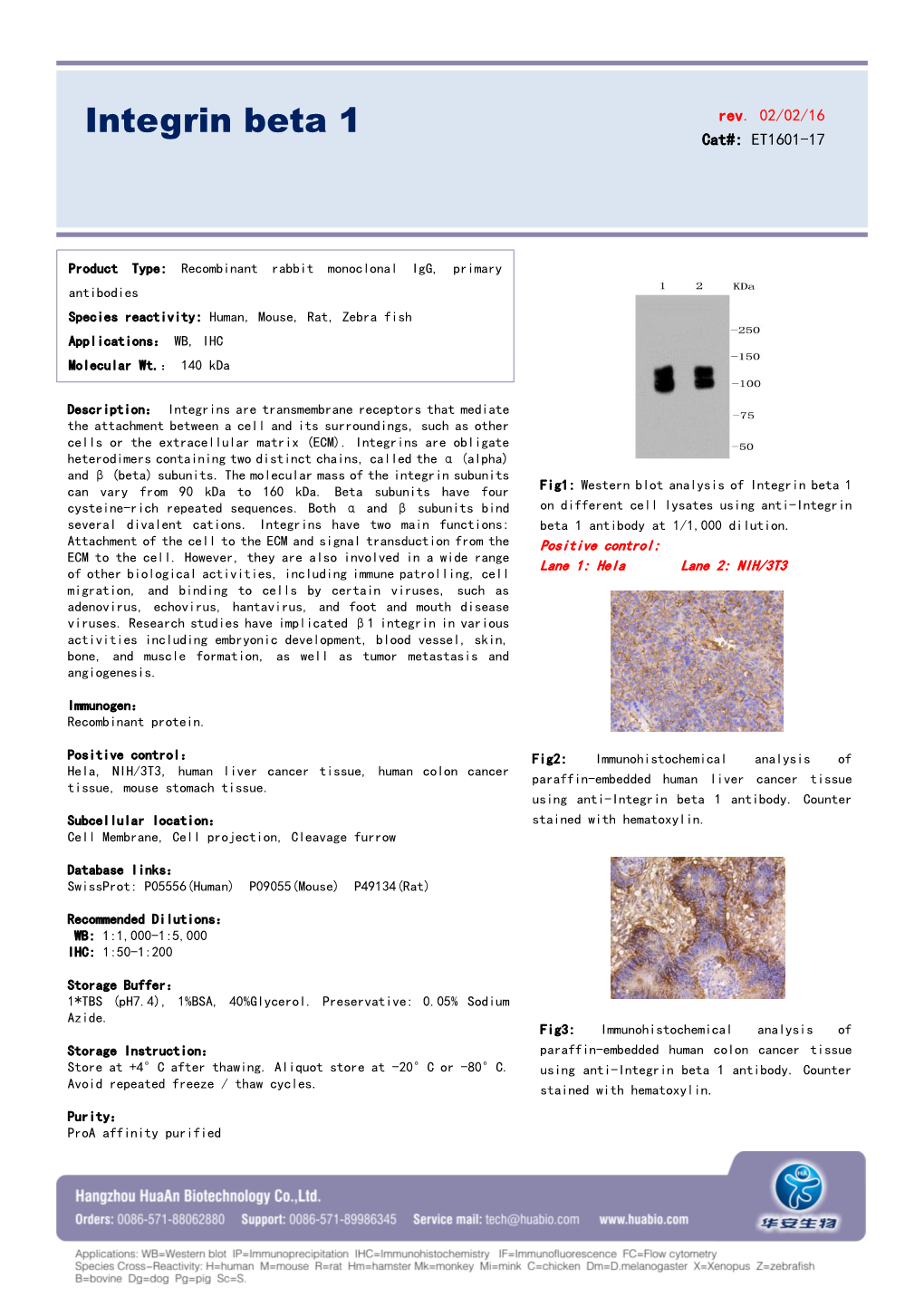 Integrin Beta 1 Cat#: ET1601-17