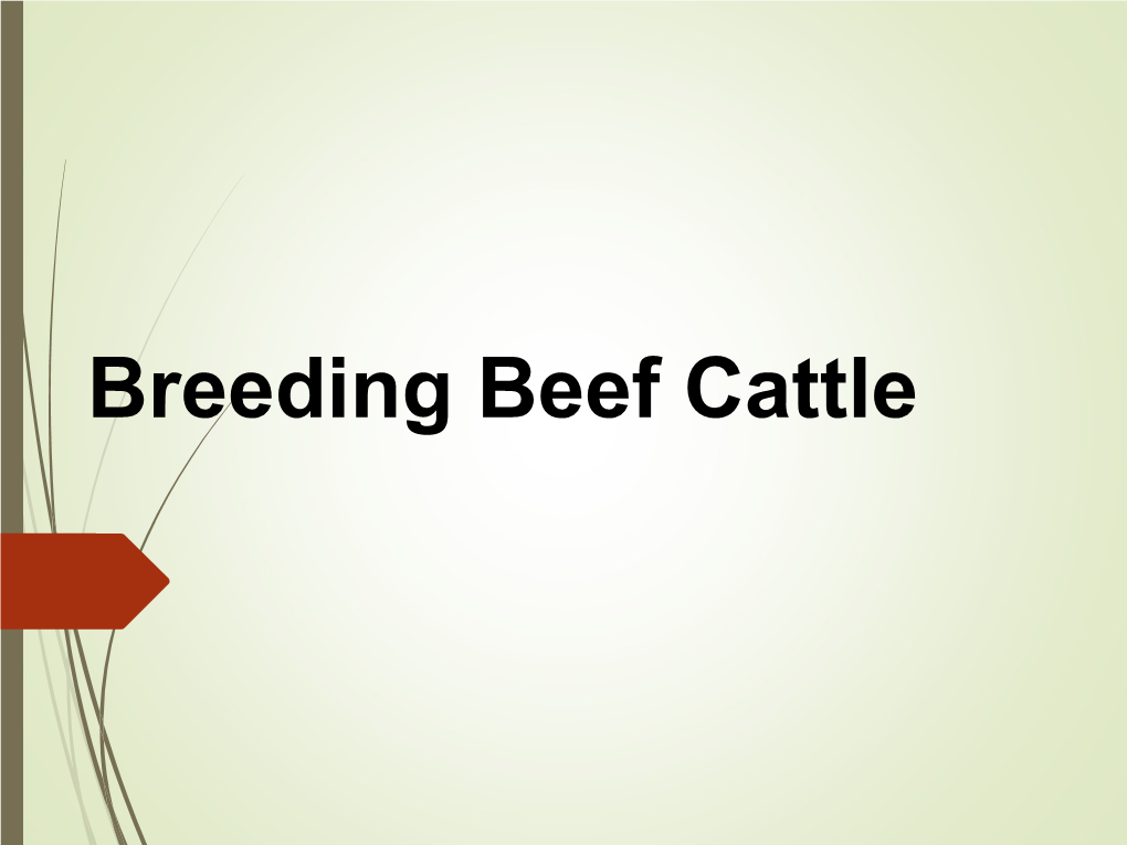 Introduction to Breeding Beef Cattle Management