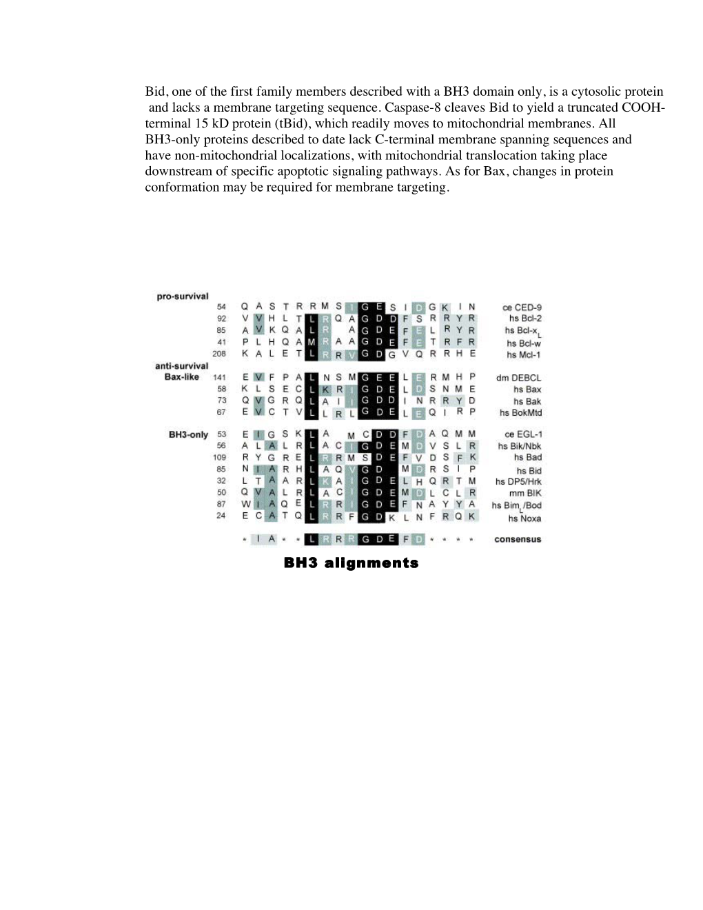 Bid, One of the First Family Members Described with a BH3 Domain Only, Is a Cytosolic Protein and Lacks a Membrane Targeting Sequence