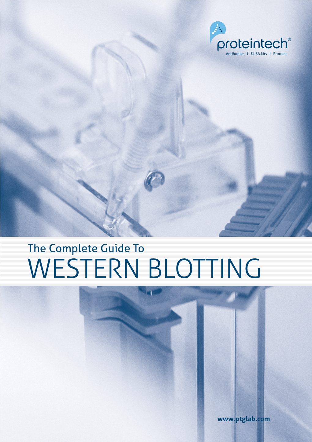 Western Blotting