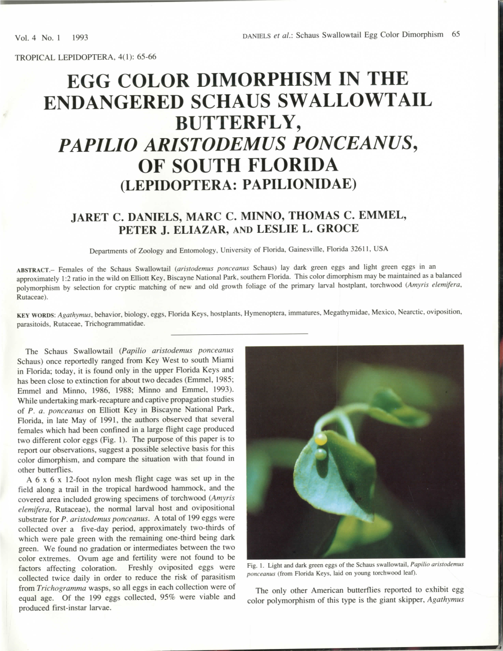 Egg Color Dimorphism in the Endangered Schaus Swallowtail Butterfly, Papilio Aristodemus Ponceanus, of South Florida (Lepidoptera: Papilionidae)