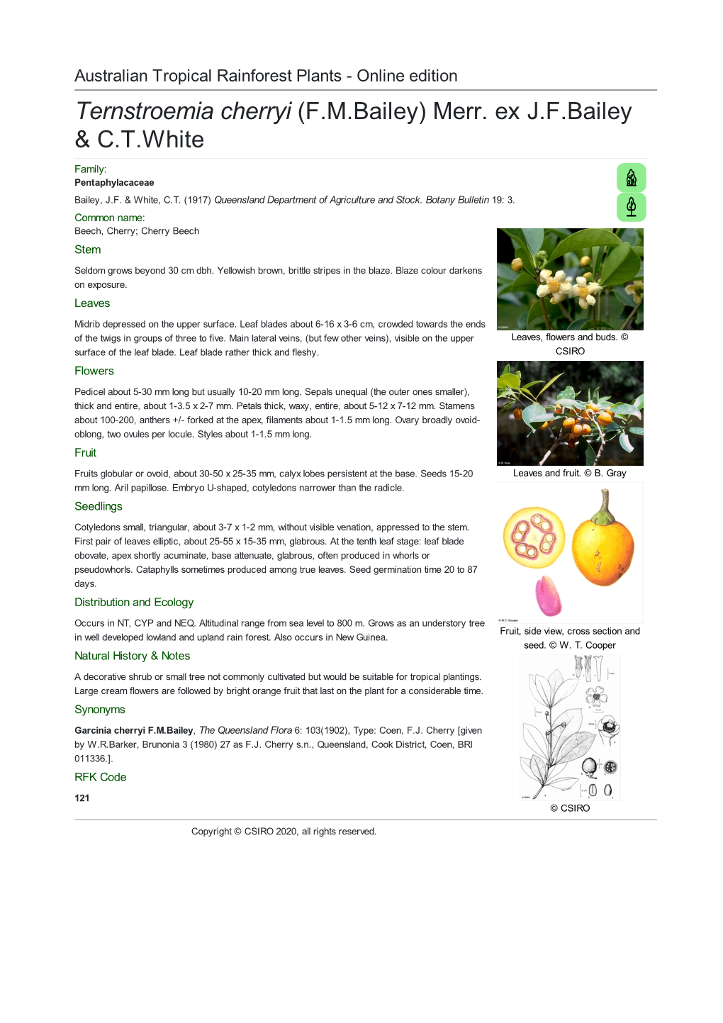 Ternstroemia Cherryi (F.M.Bailey) Merr