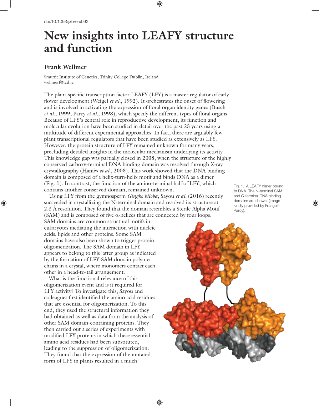 New Insights Into LEAFY Structure and Function