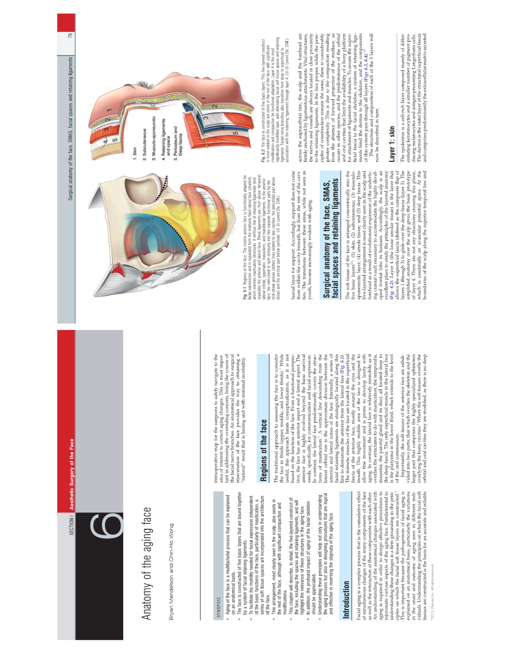 Aesthetic Surgery of the Face Surgical Anatomy of the Face, SMAS, Facial Spaces and Retaining Ligaments 79