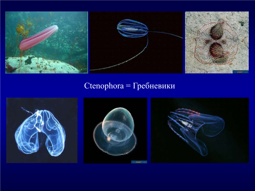 Ctenophora = Гребневики Karl Heinrich Mertens