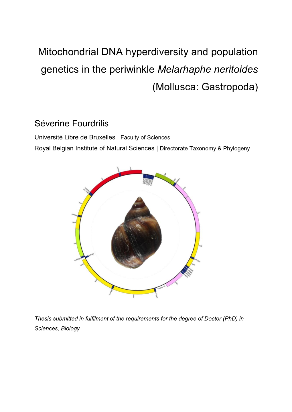 Mitochondrial DNA Hyperdiversity and Population Genetics in the Periwinkle Melarhaphe Neritoides (Mollusca: Gastropoda)