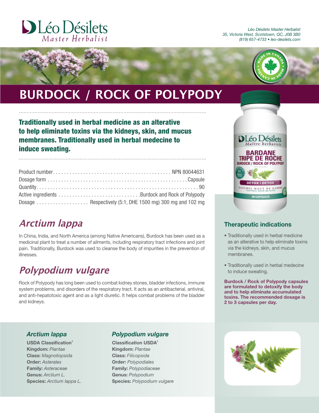 Burdock / Rock of Polypody