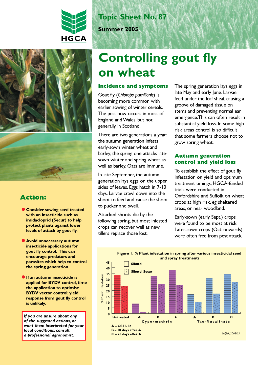 Controlling Gout Fly on Wheat