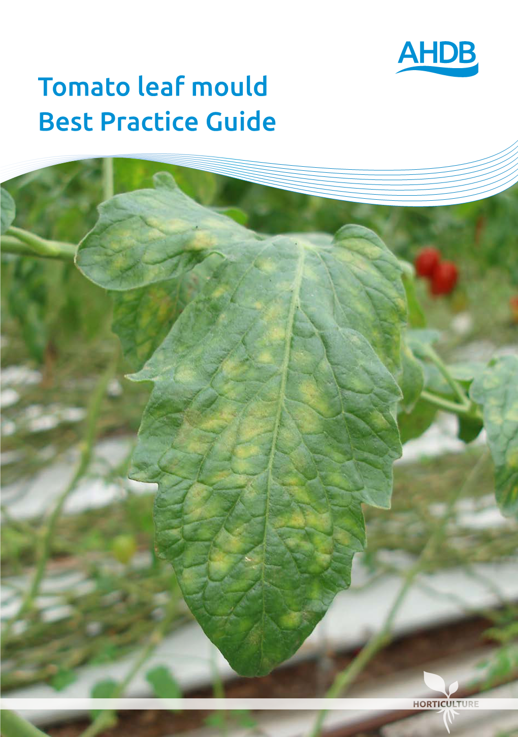 Tomato Leaf Mould Best Practice Guide