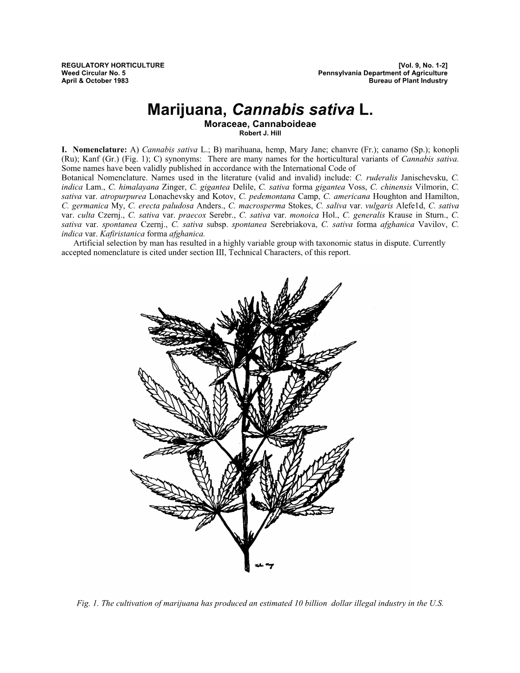 Marijuana, Cannabis Sativa L. Moraceae, Cannaboideae Robert J