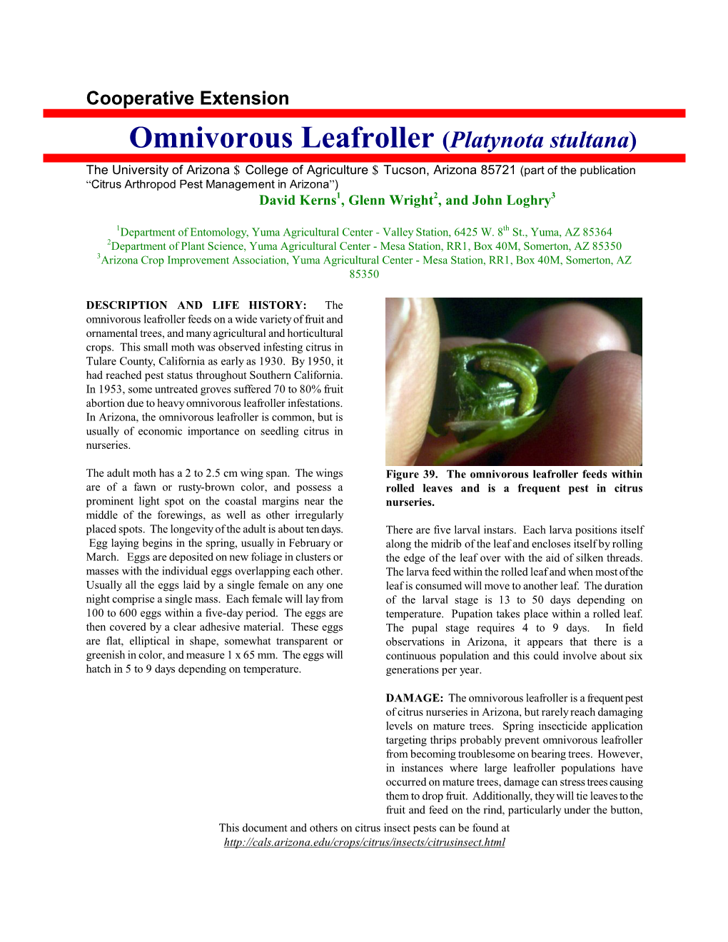 Omnivorous Leafroller (Platynota Stultana)