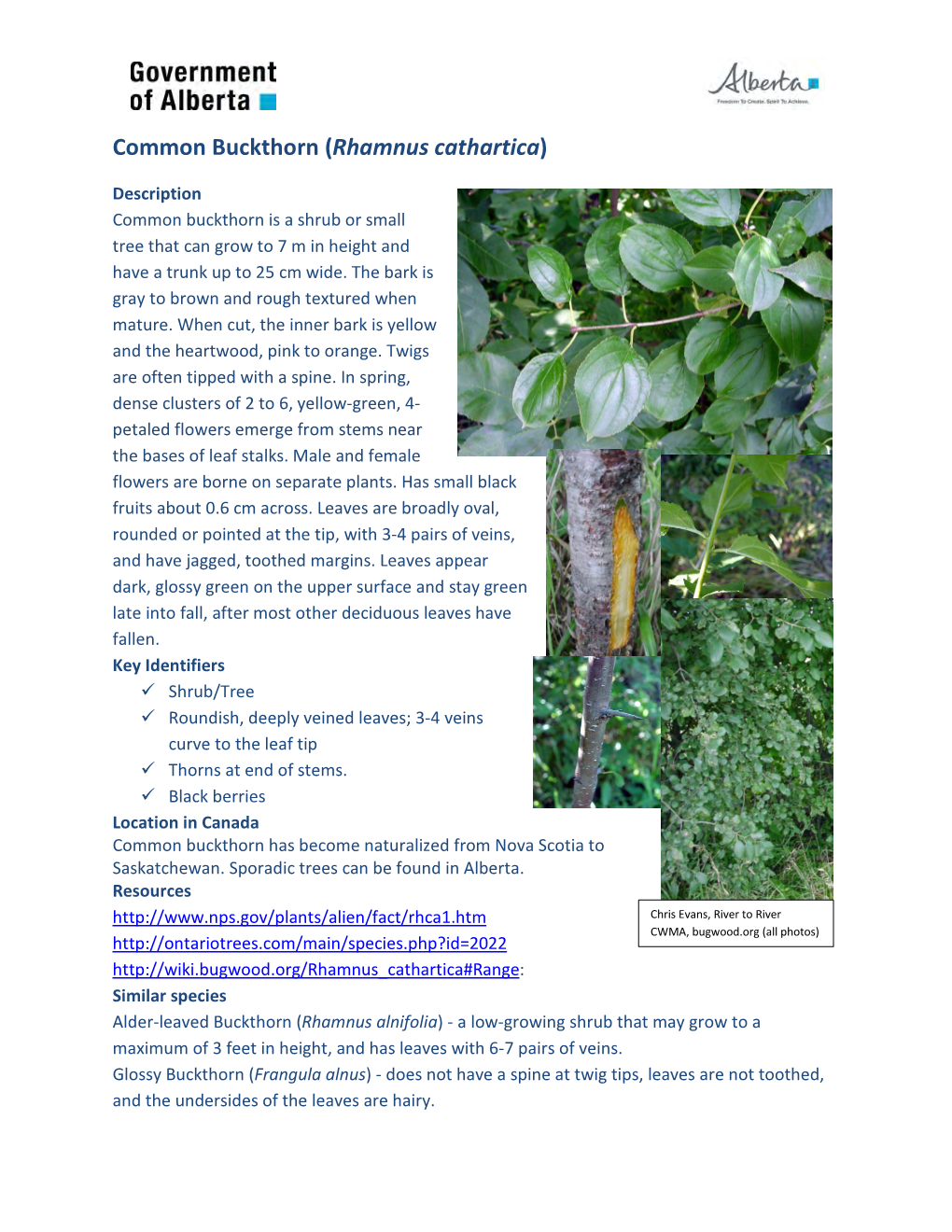 Common Buckthorn (Rhamnus Cathartica)