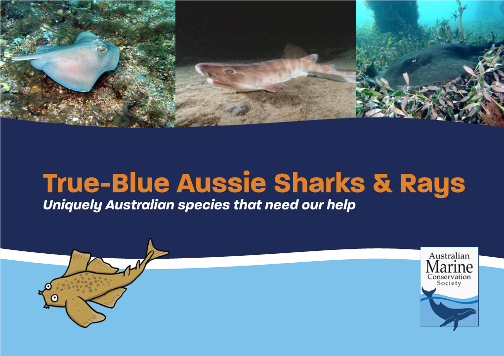 True-Blue Aussie Sharks & Rays