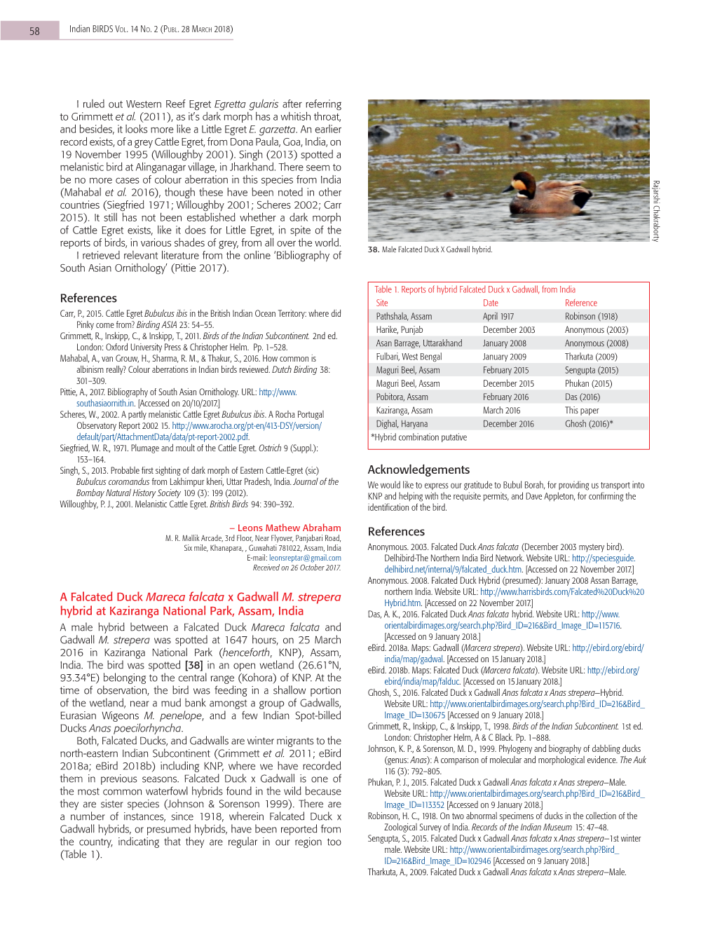 References a Falcated Duck Mareca Falcata X Gadwall M. Strepera Hybrid