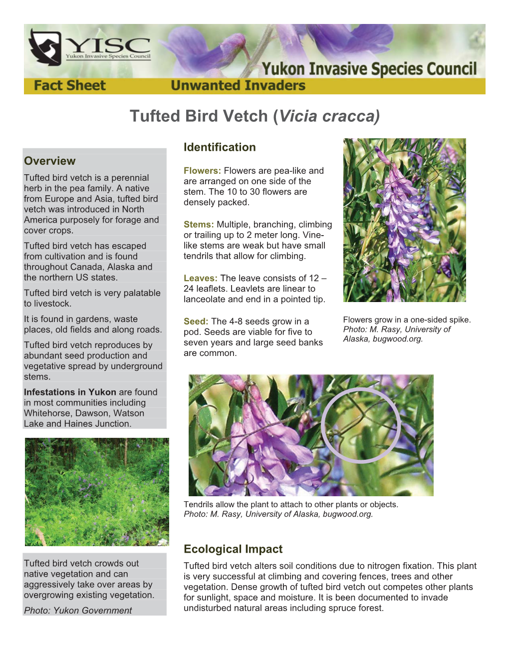 Vicia Cracca)